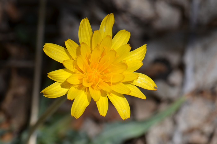 Pale Agoseris is common throughout the western half of the United States and most of Canada. It is found in elevations ranging from 4,500 to 9,000 feet, not a desert species. Agoseris glauca